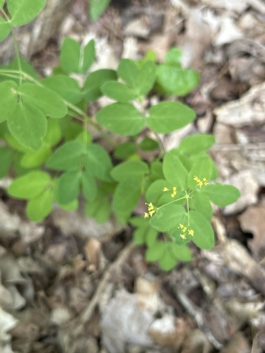 Taenidia integerrima, photograph 6