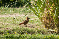 Pseudoseisura lophotes