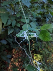 Oxypetalum erianthum