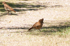 Pseudoseisura lophotes