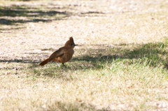 Pseudoseisura lophotes