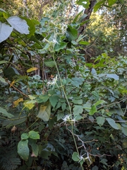 Oxypetalum erianthum