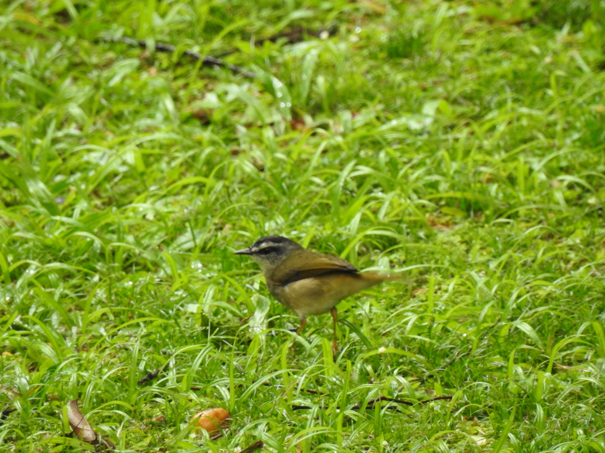 Riverbank Warbler (Myiothlypis rivularis), photo 10