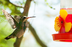 Chlorostilbon lucidus