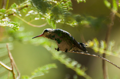 Chlorostilbon lucidus