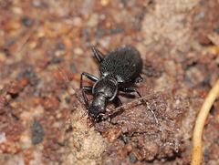 Platynus decentis