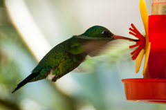 Chlorostilbon lucidus