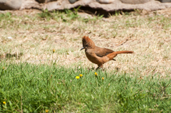 Pseudoseisura lophotes