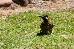 Colaptes melanochloros