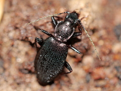 Platynus decentis