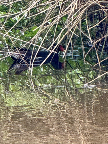Common Moorhen