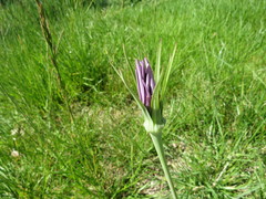 Tragopogon porrifolius