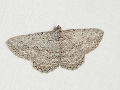 Psilosticha absorpta