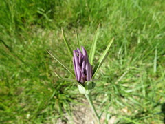 Tragopogon porrifolius
