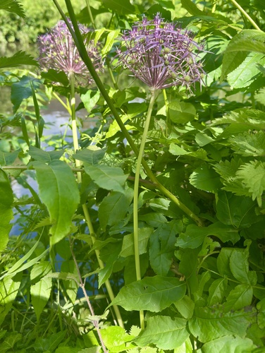 Allium cristophii