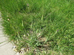 Tragopogon porrifolius