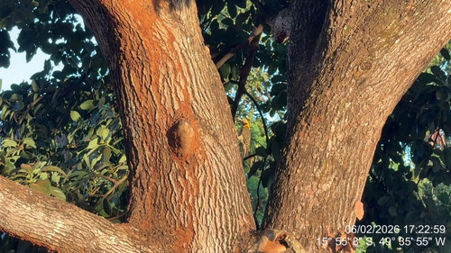 Campo Flicker