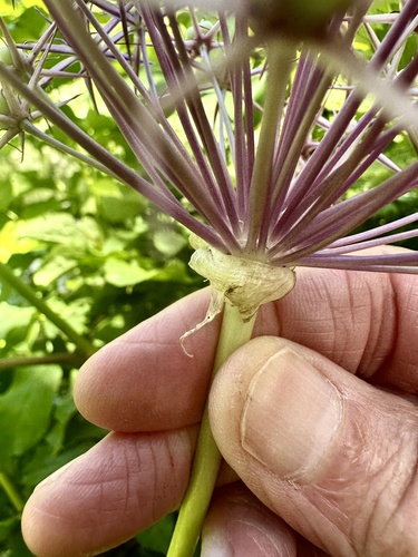 Allium cristophii