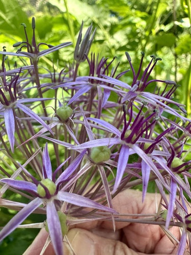 Allium cristophii