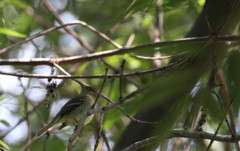 Empidonax difficilis