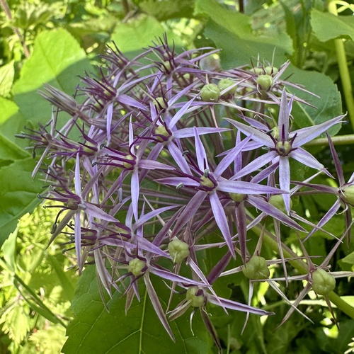Allium cristophii
