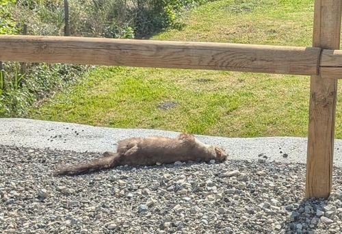 Stone Marten