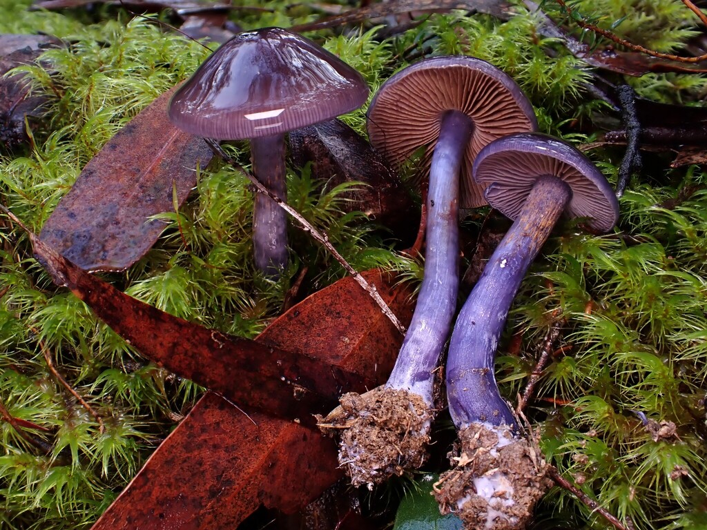 Thaxterogaster submagellanicus