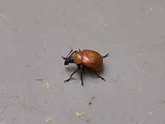 Synolabus nigripes