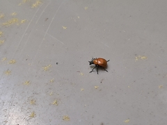 Synolabus nigripes