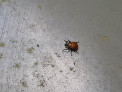 Synolabus nigripes