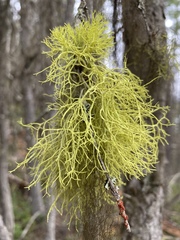 Letharia lupina