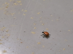 Synolabus nigripes