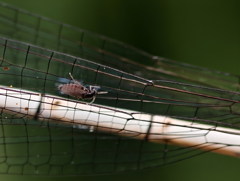 Forcipomyia paludis