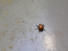 Synolabus nigripes