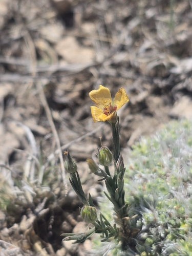 plains flax