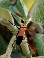 Chauliognathus heros