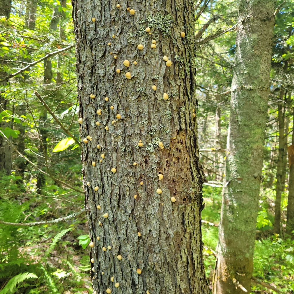 Veiled Polypore · June 2026 · photo: Photo: (c) Veronica Jendrick, some rights reserved (CC BY) · iNaturalist