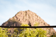 Colaptes melanochloros