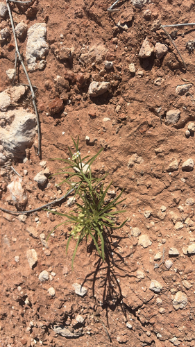 Mesa Pepperwort