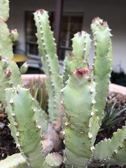 Euphorbia resinifera