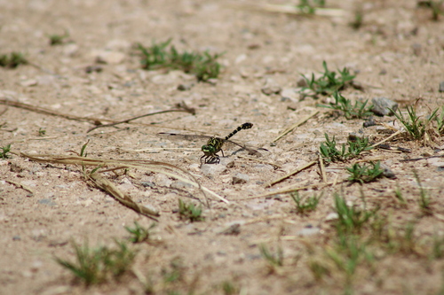 Small Pincertail