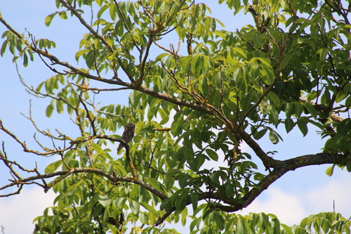Little Owl