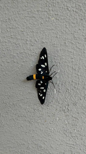 Nine-spotted Moth