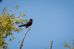 Turdus chiguanco