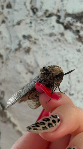 Goat Moth