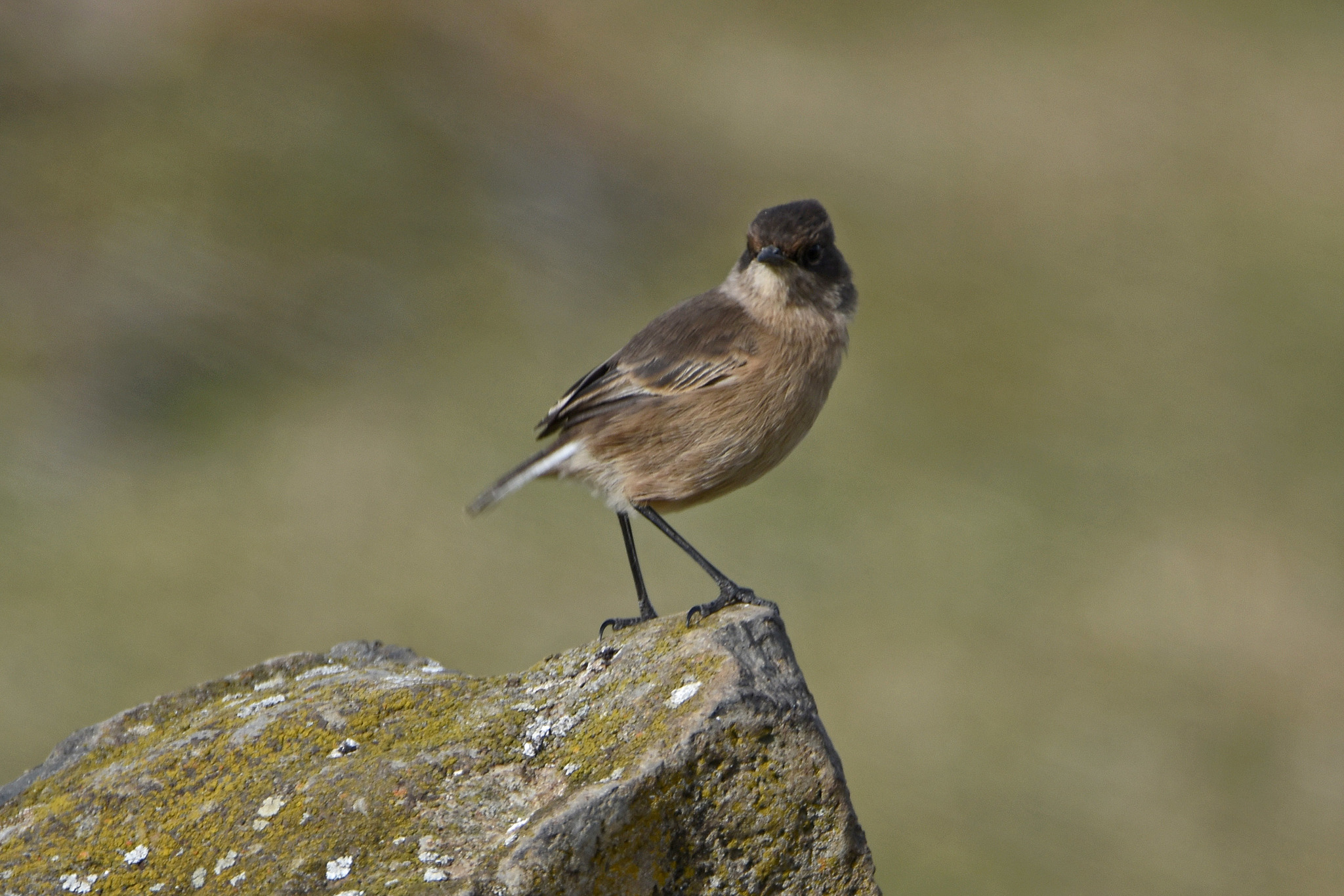 Moorland Chat
