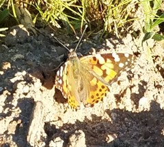Vanessa cardui
