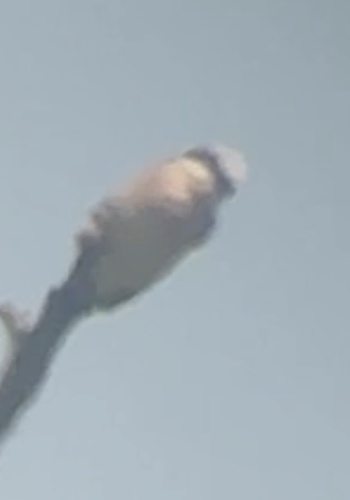 Red-backed Shrike
