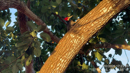 Crimson-crested Woodpecker