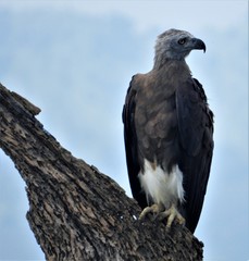 Haliaeetus ichthyaetus